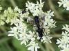 Lophosia fasciata